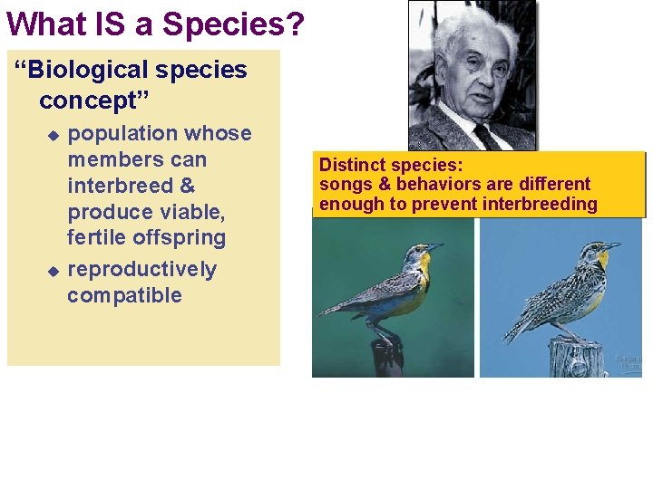 What IS a Species? “Biological species concept” u u population whose members can interbreed
