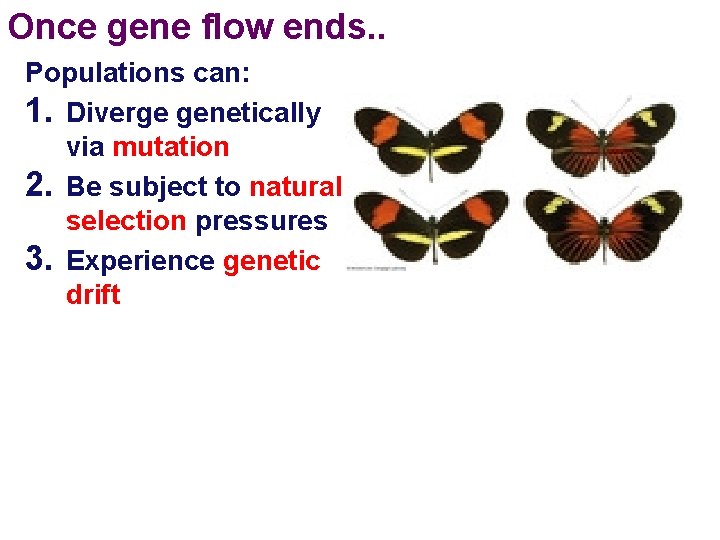 Once gene flow ends. . Populations can: 1. Diverge genetically via mutation 2. Be