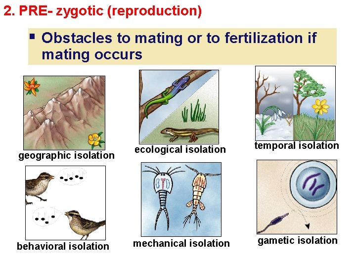2. PRE- zygotic (reproduction) § Obstacles to mating or to fertilization if mating occurs
