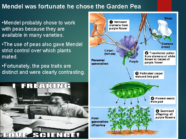 Mendel was fortunate he chose the Garden Pea • Mendel probably chose to work