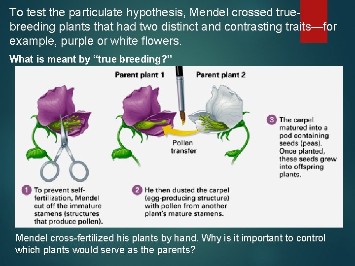 To test the particulate hypothesis, Mendel crossed truebreeding plants that had two distinct and