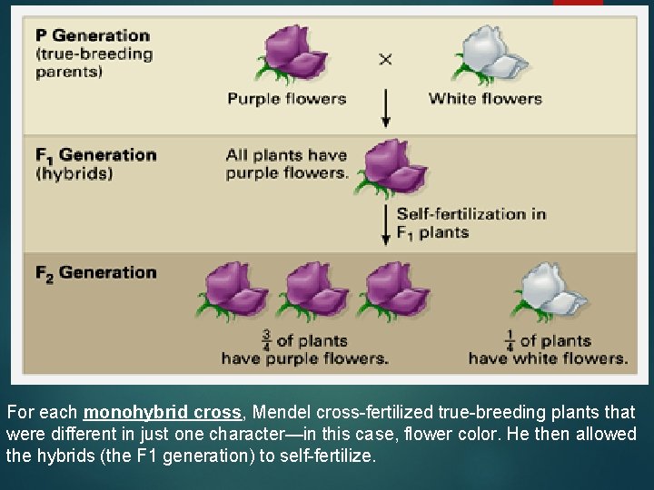 For each monohybrid cross, Mendel cross-fertilized true-breeding plants that were different in just one