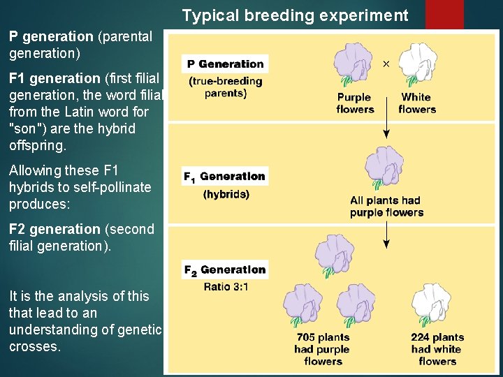 Typical breeding experiment P generation (parental generation) F 1 generation (first filial generation, the