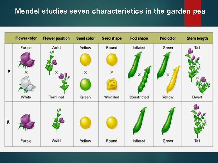 Mendel studies seven characteristics in the garden pea Mendel studies seven characteristics in the garden pea