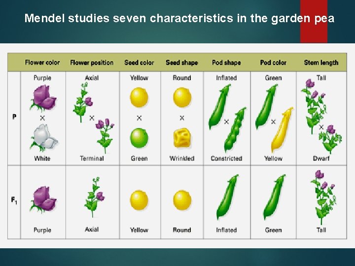 Mendel studies seven characteristics in the garden pea 