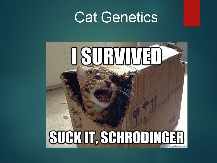 Cat Genetics 