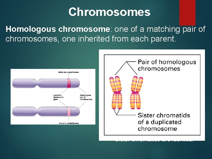 Chromosomes Homologous chromosome: one of a matching pair of chromosomes, one inherited from each