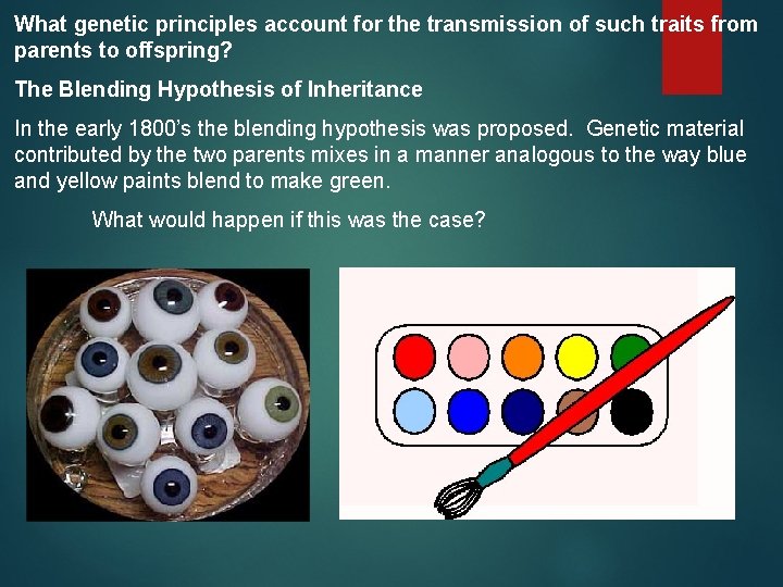 What genetic principles account for the transmission of such traits from parents to offspring?