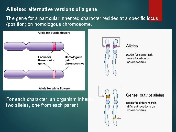 Alleles: alternative versions of a gene. The gene for a particular inherited character resides