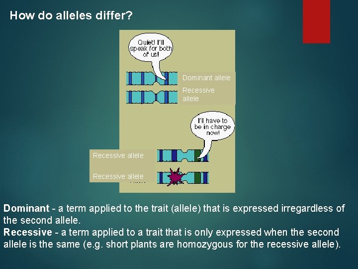 How do alleles differ? Dominant allele Recessive allele Dominant - a term applied to