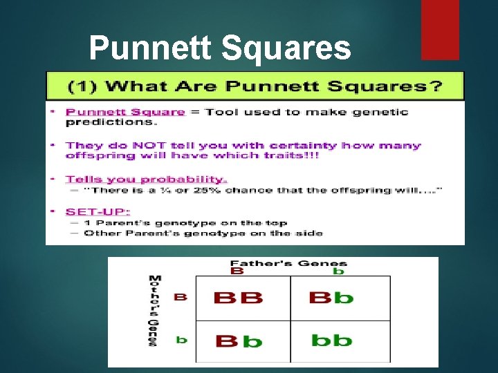 Punnett Squares 