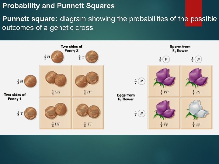 Probability and Punnett Squares Punnett square: diagram showing the probabilities of the possible outcomes