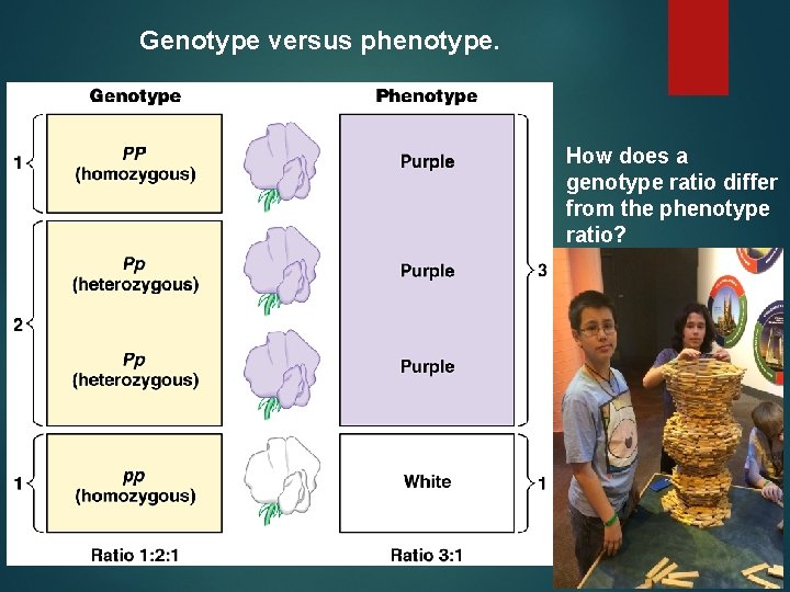 Genotype versus phenotype. How does a genotype ratio differ from the phenotype ratio? 
