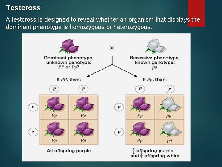 Testcross A testcross is designed to reveal whether an organism that displays the dominant