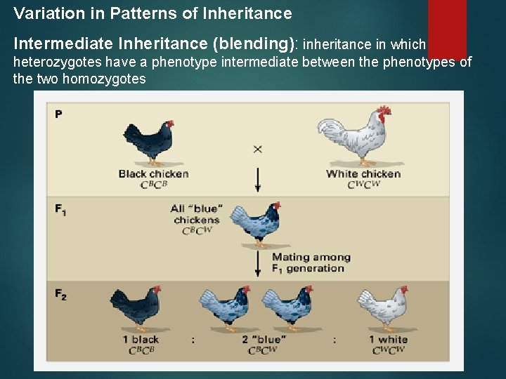 Variation in Patterns of Inheritance Intermediate Inheritance (blending): inheritance in which heterozygotes have a