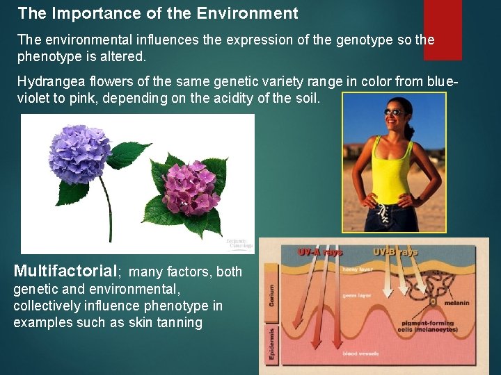 The Importance of the Environment The environmental influences the expression of the genotype so