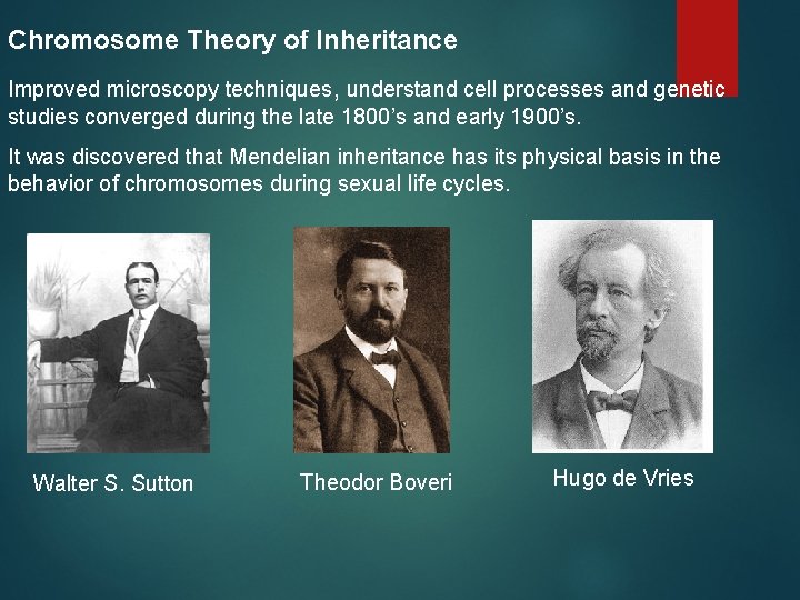 Chromosome Theory of Inheritance Improved microscopy techniques, understand cell processes and genetic studies converged