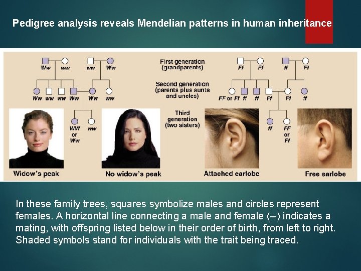 Pedigree analysis reveals Mendelian patterns in human inheritance In these family trees, squares symbolize