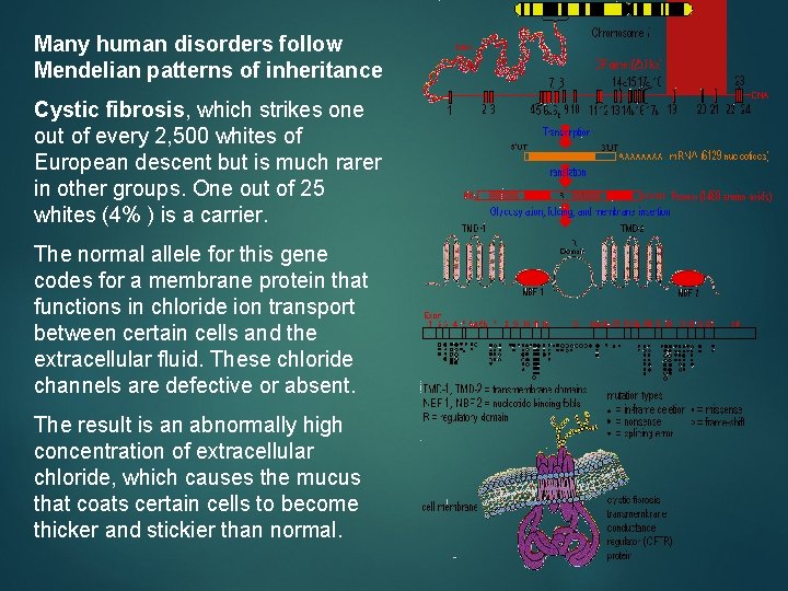 Many human disorders follow Mendelian patterns of inheritance Cystic fibrosis, which strikes one out