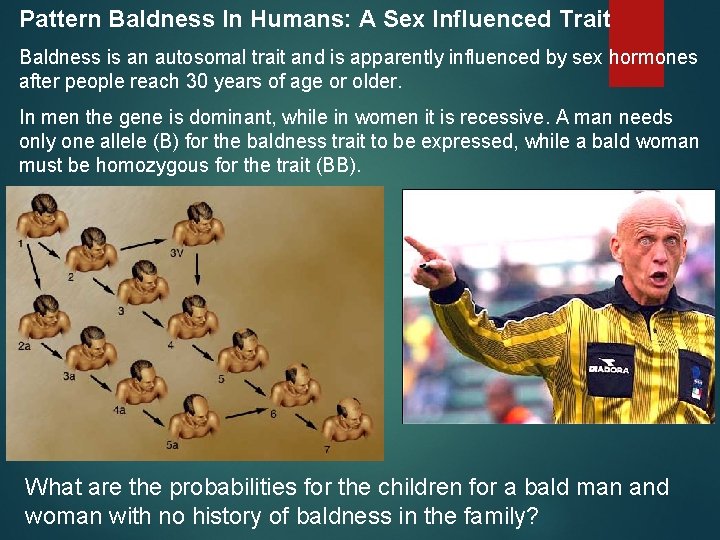 Pattern Baldness In Humans: A Sex Influenced Trait Baldness is an autosomal trait and