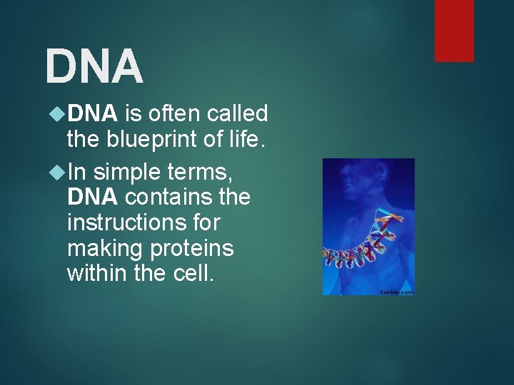 DNA is often called the blueprint of life. In simple terms, DNA contains the