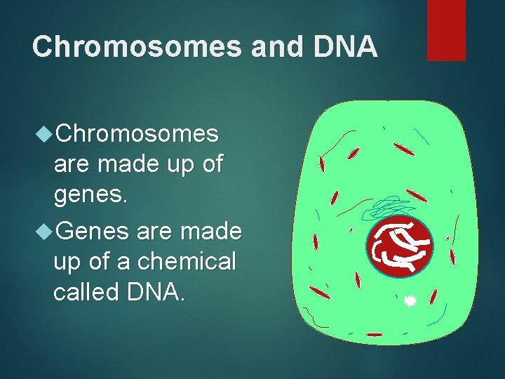 Chromosomes and DNA Chromosomes are made up of genes. Genes are made up of