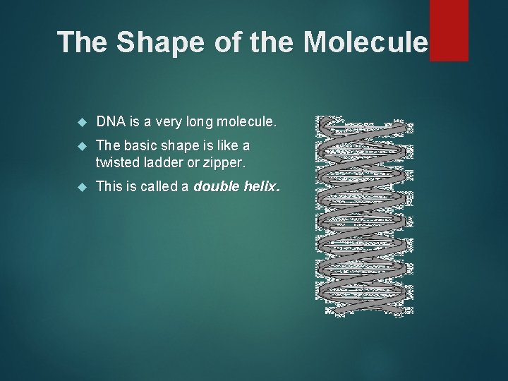 The Shape of the Molecule DNA is a very long molecule. The basic shape