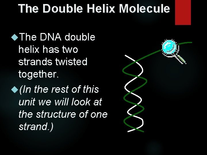 The Double Helix Molecule The DNA double helix has two strands twisted together. (In