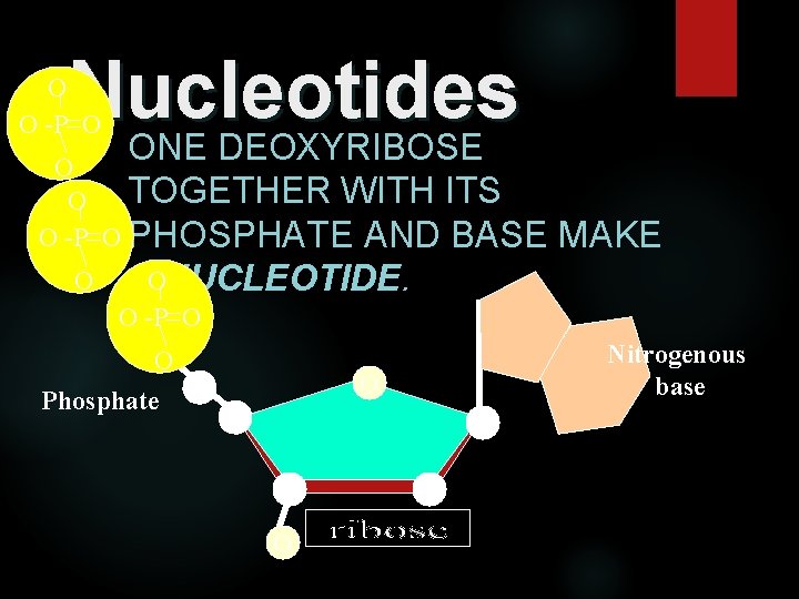 Nucleotides ONE DEOXYRIBOSE O O -P O O TOGETHER WITH ITS O O -P