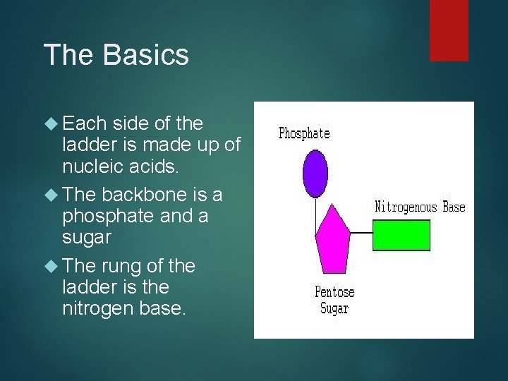 The Basics Each side of the ladder is made up of nucleic acids. The