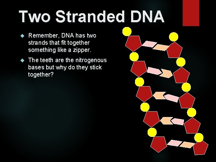 Two Stranded DNA Remember, DNA has two strands that fit together something like a