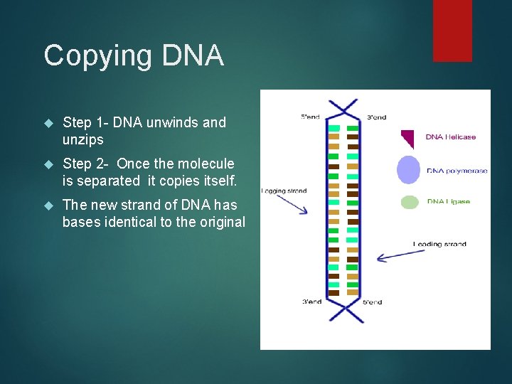 Copying DNA Step 1 - DNA unwinds and unzips Step 2 - Once the