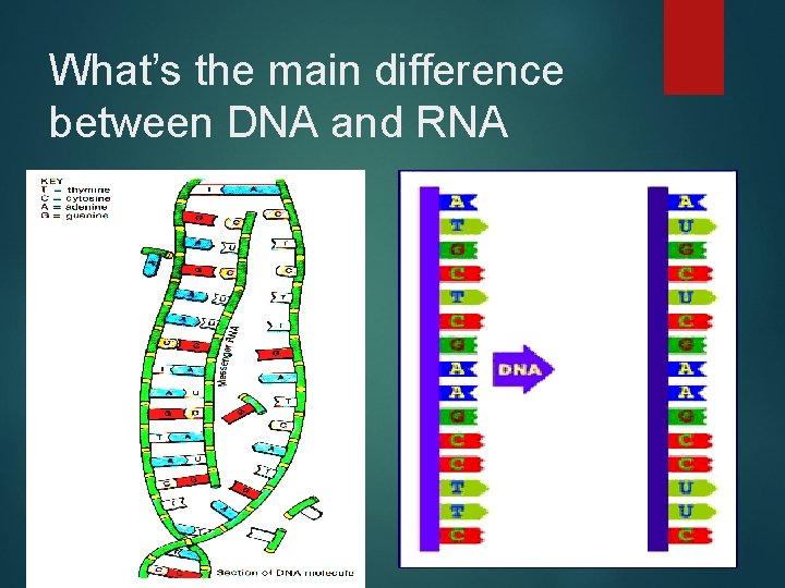 What’s the main difference between DNA and RNA 