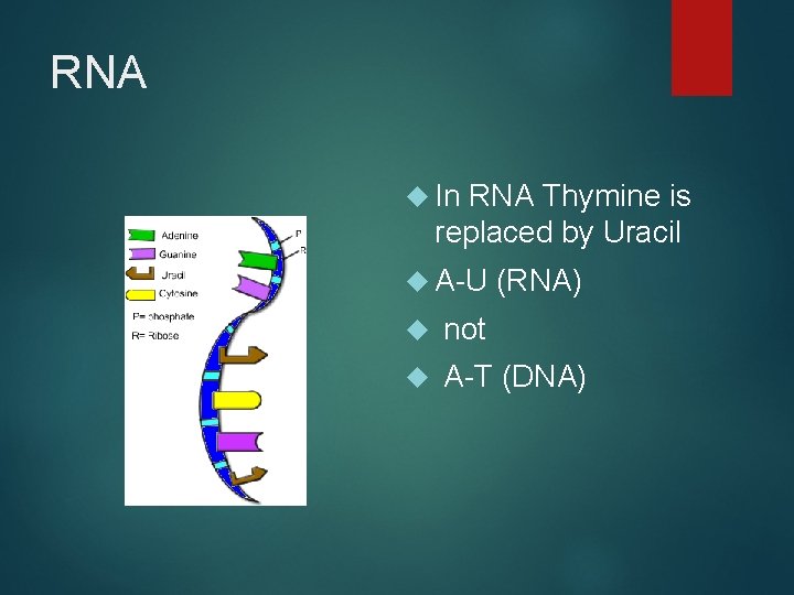 RNA In RNA Thymine is replaced by Uracil A-U (RNA) not A-T (DNA) 