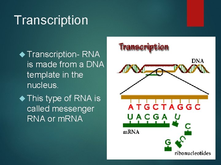 Transcription Transcription- RNA is made from a DNA template in the nucleus. This type