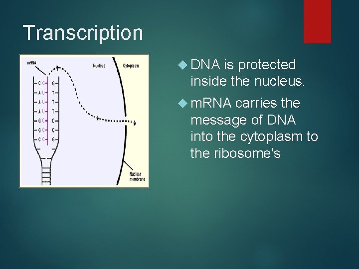 Transcription DNA is protected inside the nucleus. m. RNA carries the message of DNA
