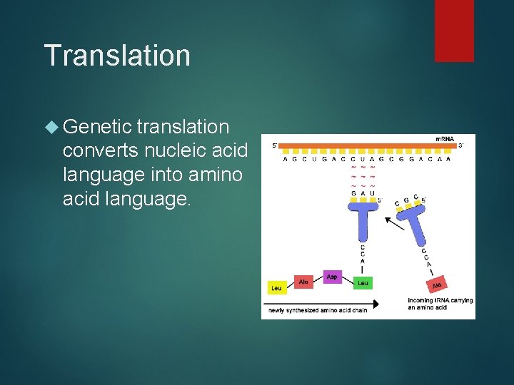 Translation Genetic translation converts nucleic acid language into amino acid language. 