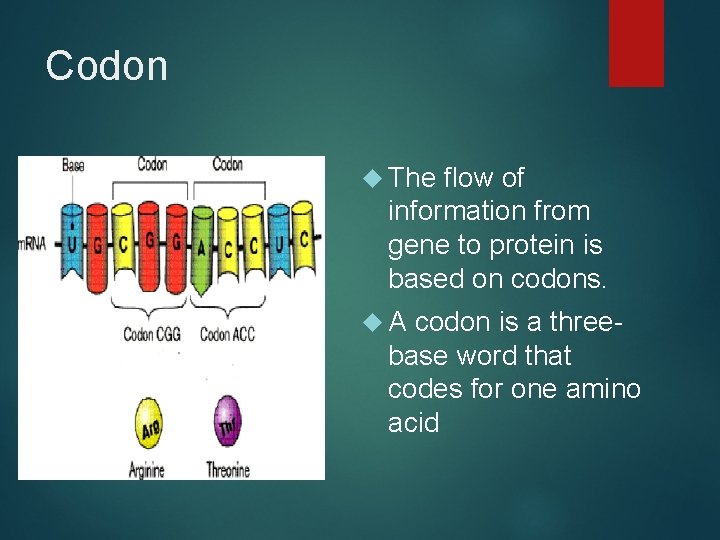 Codon The flow of information from gene to protein is based on codons. A