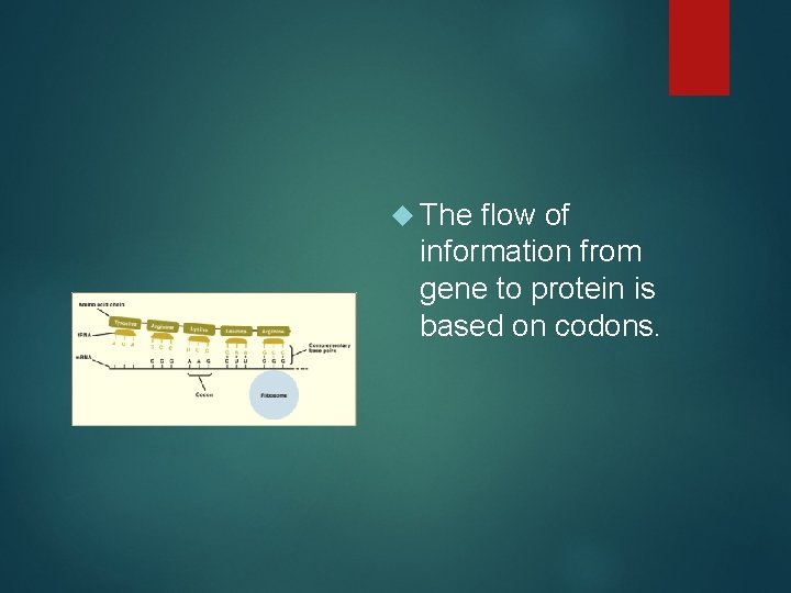  The flow of information from gene to protein is based on codons. 