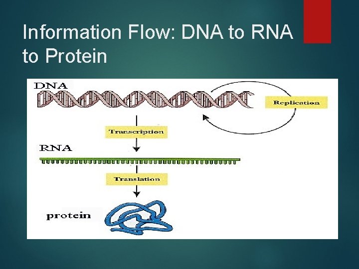 Information Flow: DNA to RNA to Protein 