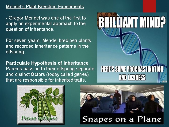 Mendel's Plant Breeding Experiments - Gregor Mendel was one of the first to apply