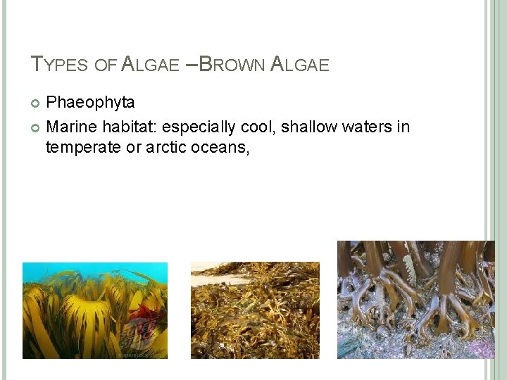 TYPES OF ALGAE – BROWN ALGAE Phaeophyta Marine habitat: especially cool, shallow waters in