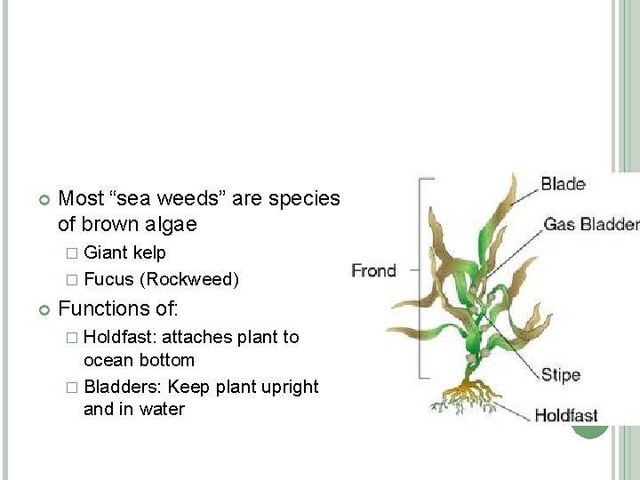  Most “sea weeds” are species of brown algae � Giant kelp � Fucus