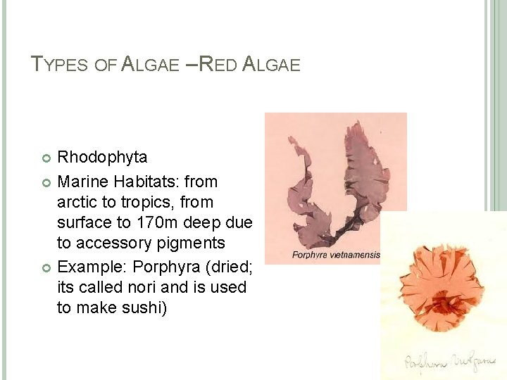 TYPES OF ALGAE – RED ALGAE Rhodophyta Marine Habitats: from arctic to tropics, from