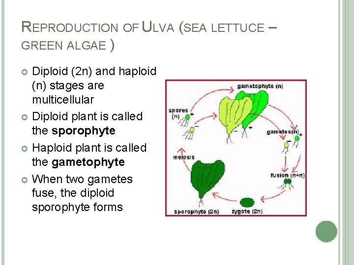 REPRODUCTION OF ULVA (SEA LETTUCE – GREEN ALGAE ) Diploid (2 n) and haploid