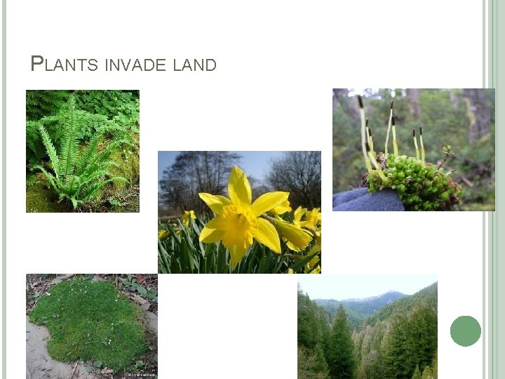 PLANTS INVADE LAND 