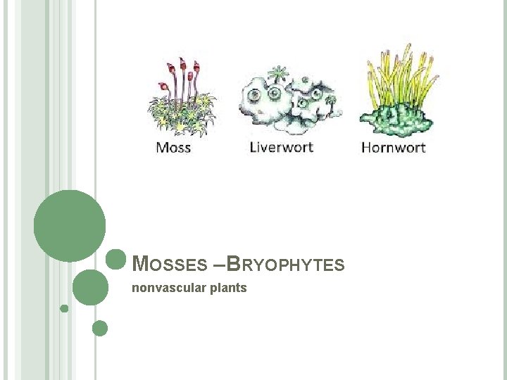 MOSSES – BRYOPHYTES nonvascular plants 