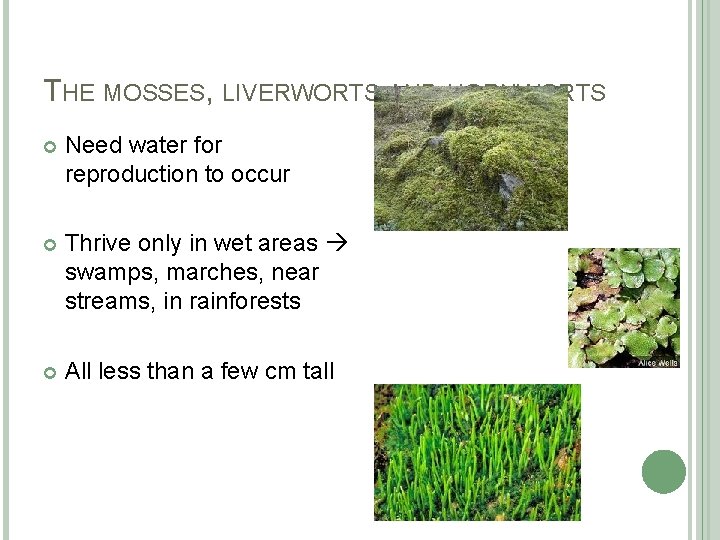 THE MOSSES, LIVERWORTS AND HORNWORTS Need water for reproduction to occur Thrive only in