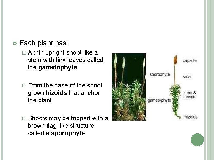  Each plant has: �A thin upright shoot like a stem with tiny leaves