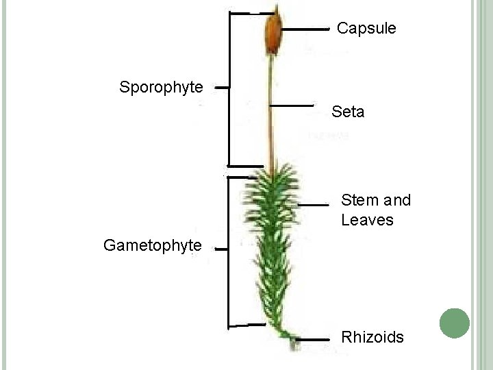 Capsule Sporophyte Seta Stem and Leaves Gametophyte Rhizoids 